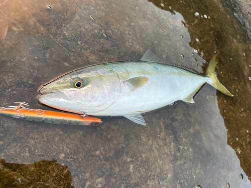 イナダの釣果