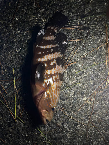 ハタの釣果