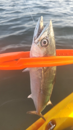 サゴシの釣果