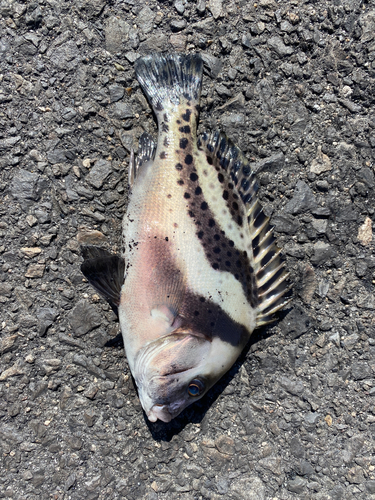 コショウダイの釣果