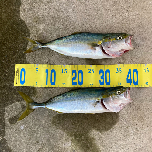 ツバイソの釣果