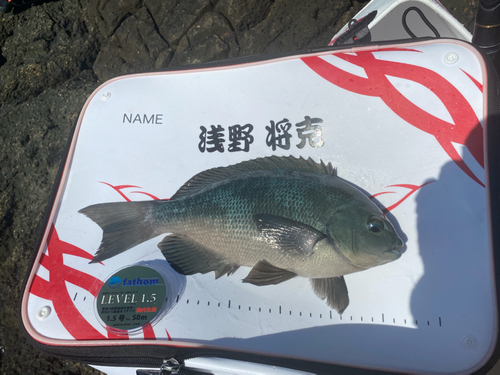 グレの釣果