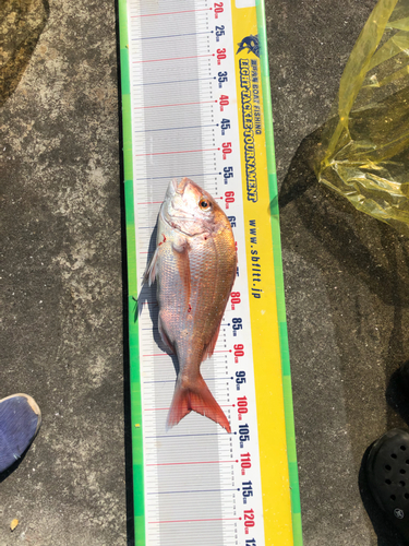 タイの釣果