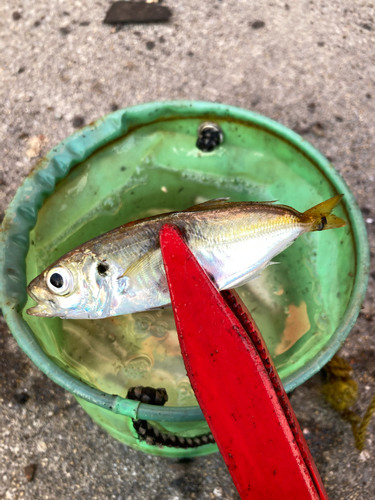 ガシラの釣果