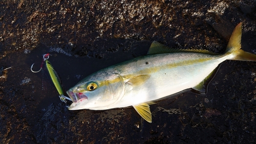 ワカシの釣果