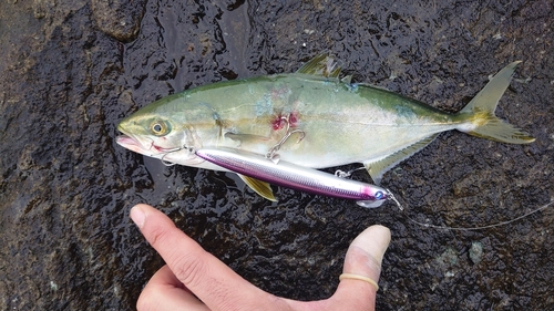 ワカシの釣果