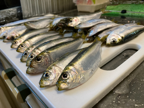 サッパの釣果