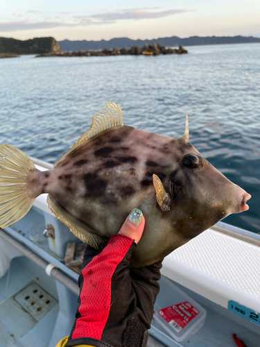 カワハギの釣果