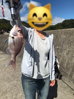 マダイの釣果