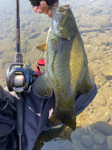 スモールマウスバスの釣果