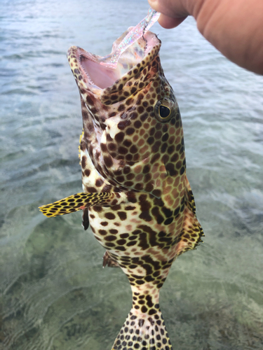 カンモンハタの釣果