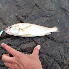 イシモチの釣果