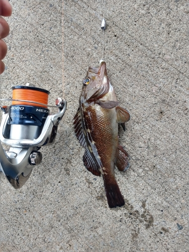 エゾメバルの釣果