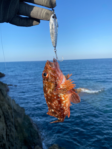 キジハタの釣果