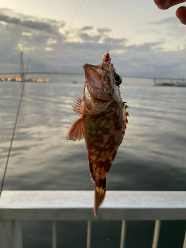 カサゴの釣果