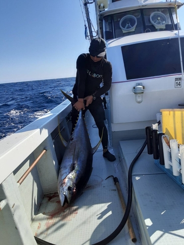 キハダマグロの釣果