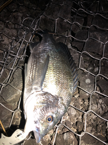 チヌの釣果