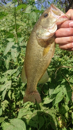 ブラックバスの釣果