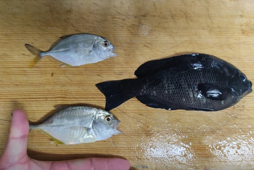 メジナの釣果