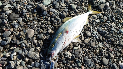 ハマチの釣果