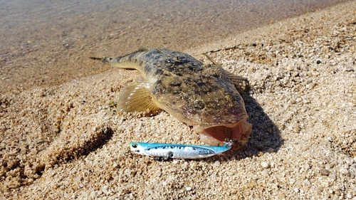 マゴチの釣果