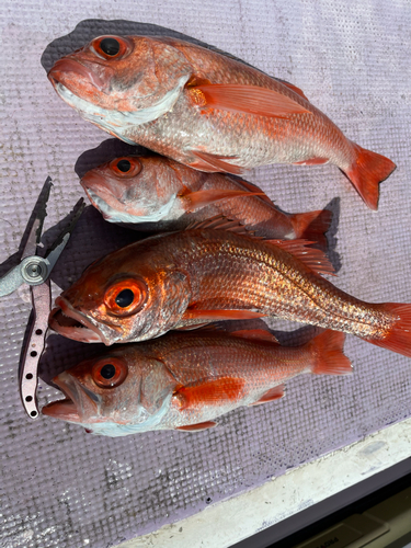 アカムツの釣果