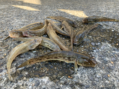 アナハゼの釣果