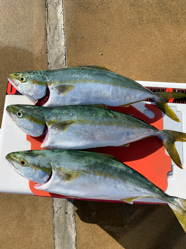 イナダの釣果