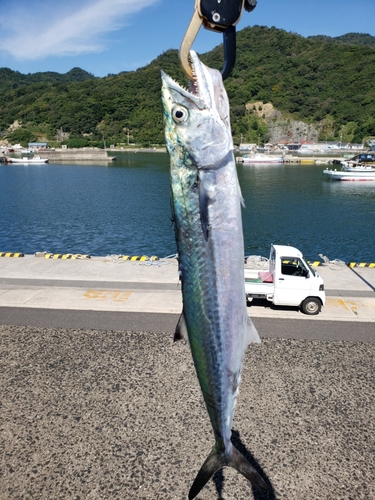 サゴシの釣果