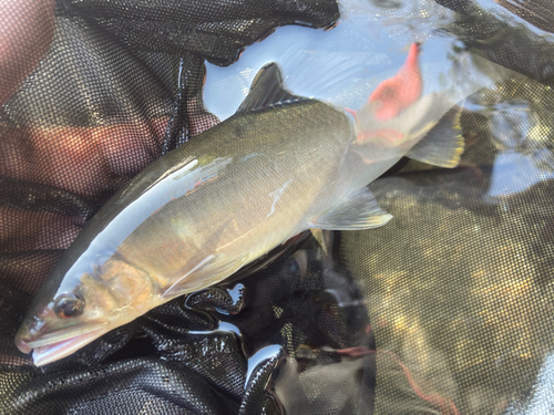 アユの釣果