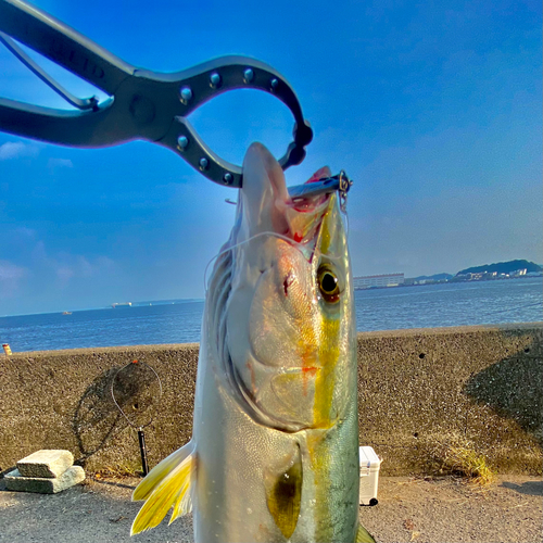 イナダの釣果