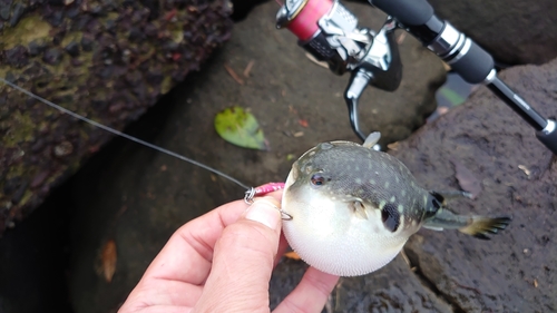 クサフグの釣果