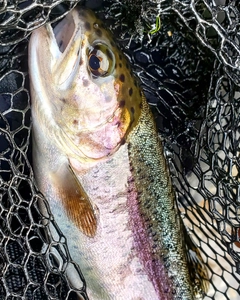 ニジマスの釣果