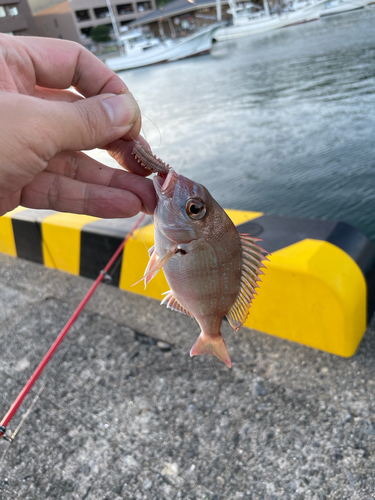 チャリコの釣果