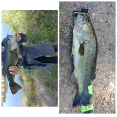 ブラックバスの釣果