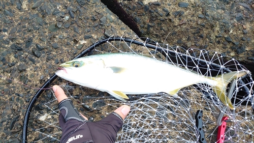 ワカシの釣果