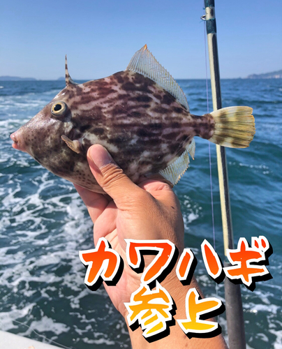 カワハギの釣果