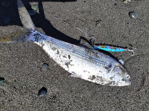 コノシロの釣果