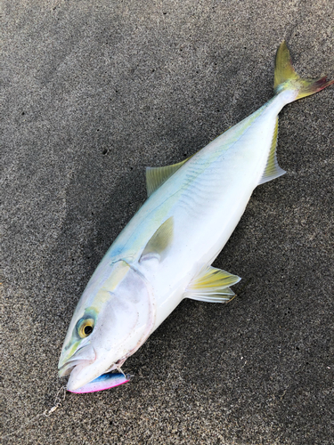 ワカシの釣果