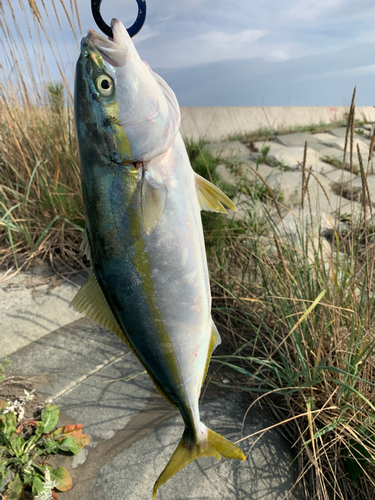 イナダの釣果