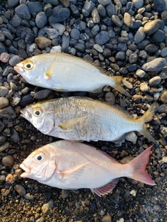 マダイの釣果