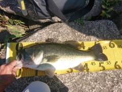 ブラックバスの釣果