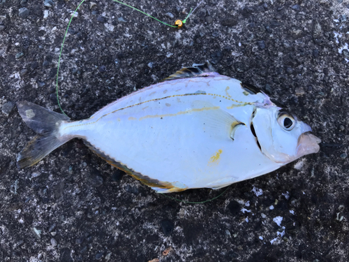 キスの釣果