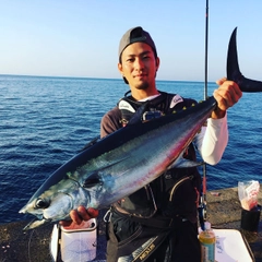 コシナガマグロの釣果