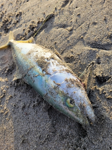 ワカシの釣果