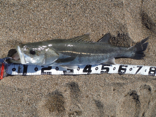 フナの釣果