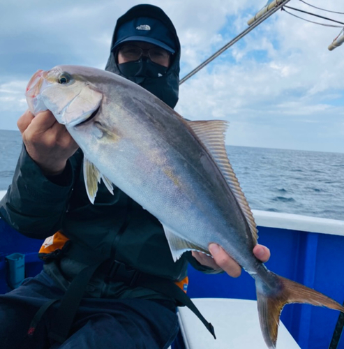 カンパチの釣果