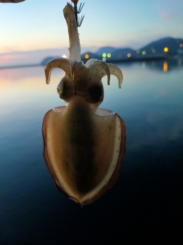 コウイカの釣果