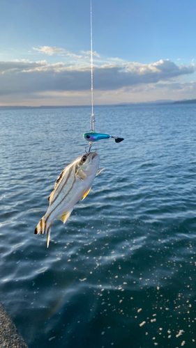 コトヒキの釣果