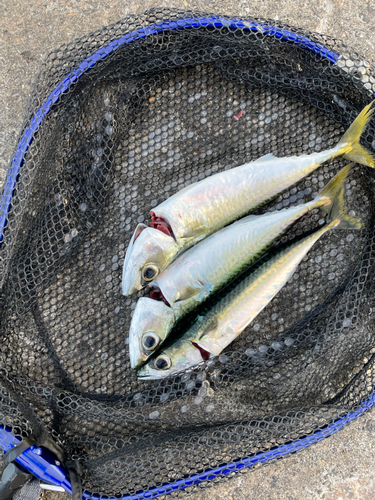 サバの釣果